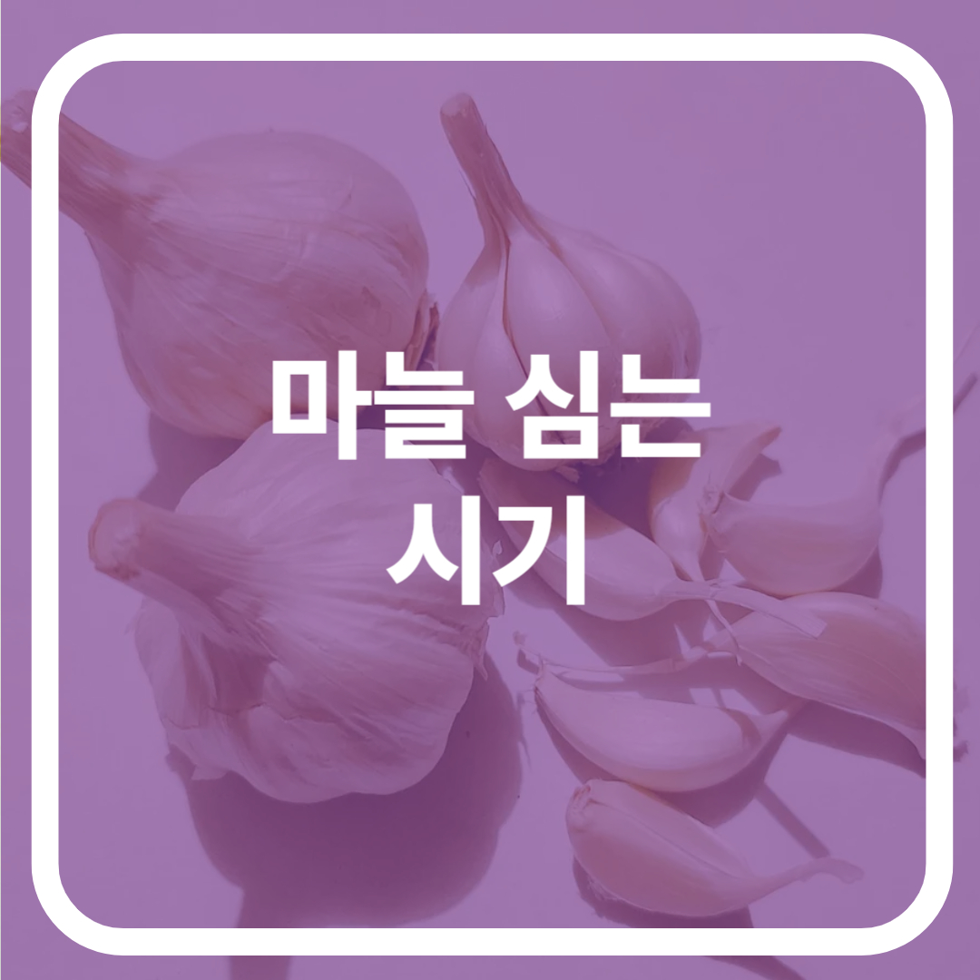 마늘 심는 시기