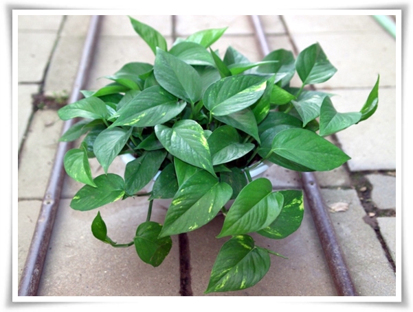 누구나 기르기 쉬운 공기정화 식물 "스킨답서스 키우기"