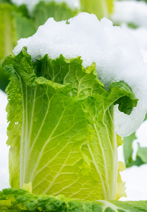 절임배추 20kg과 10kg 구매 시 배추 포기 수와 추천 김장 정보