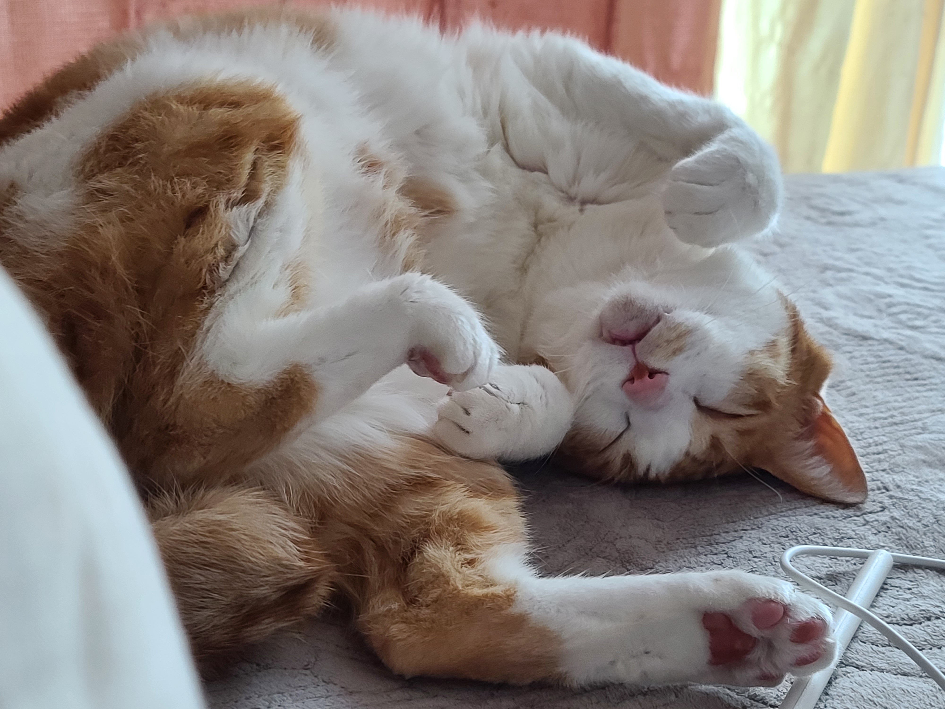 힘든 월요일은 막둥이의 귀여움으로 극복!