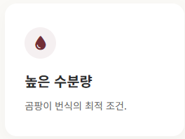 무화과 보관법
