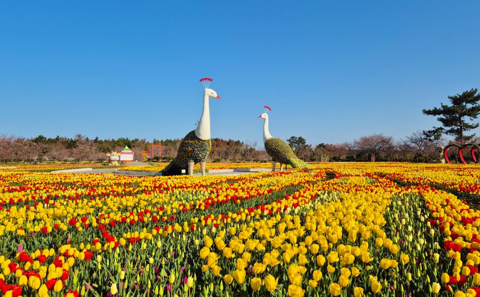 태안 튤립축제