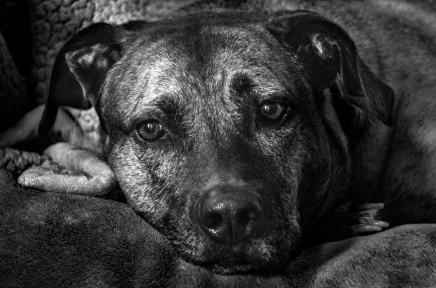 플롯하운드의 얼굴 업.