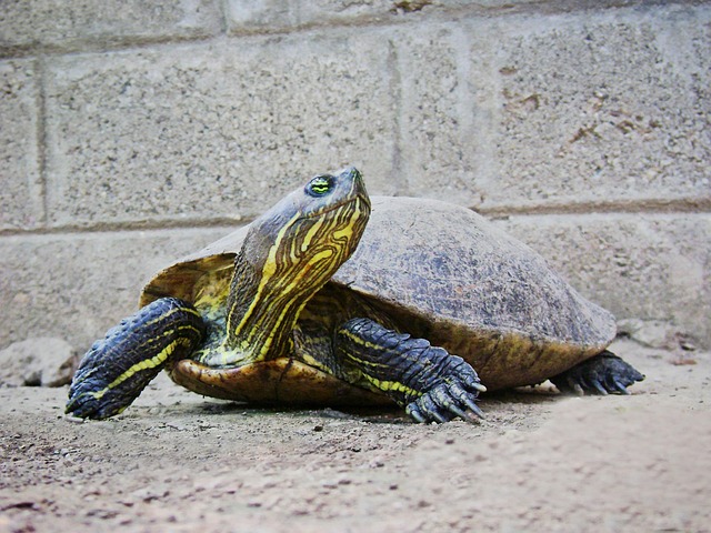 거북이가-목을-치켜-세우고-있습니다.