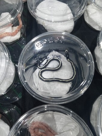 코리아렙타일쇼