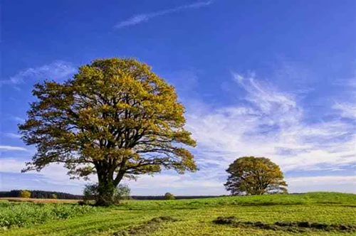 Background Eraser Tool