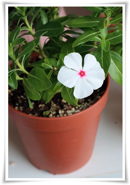 정원 "일일초 키우기" 여름을 환하게 밝히는 정원의 보석!