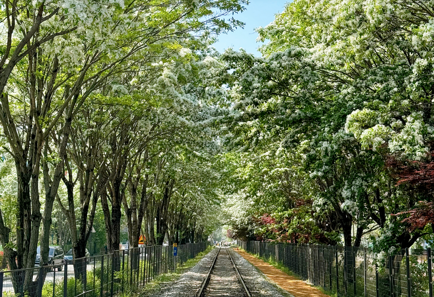 팔복동 철길 이팝나무1