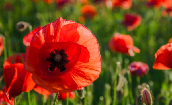 양귀비 꽃밭에 가서 찍은 사진