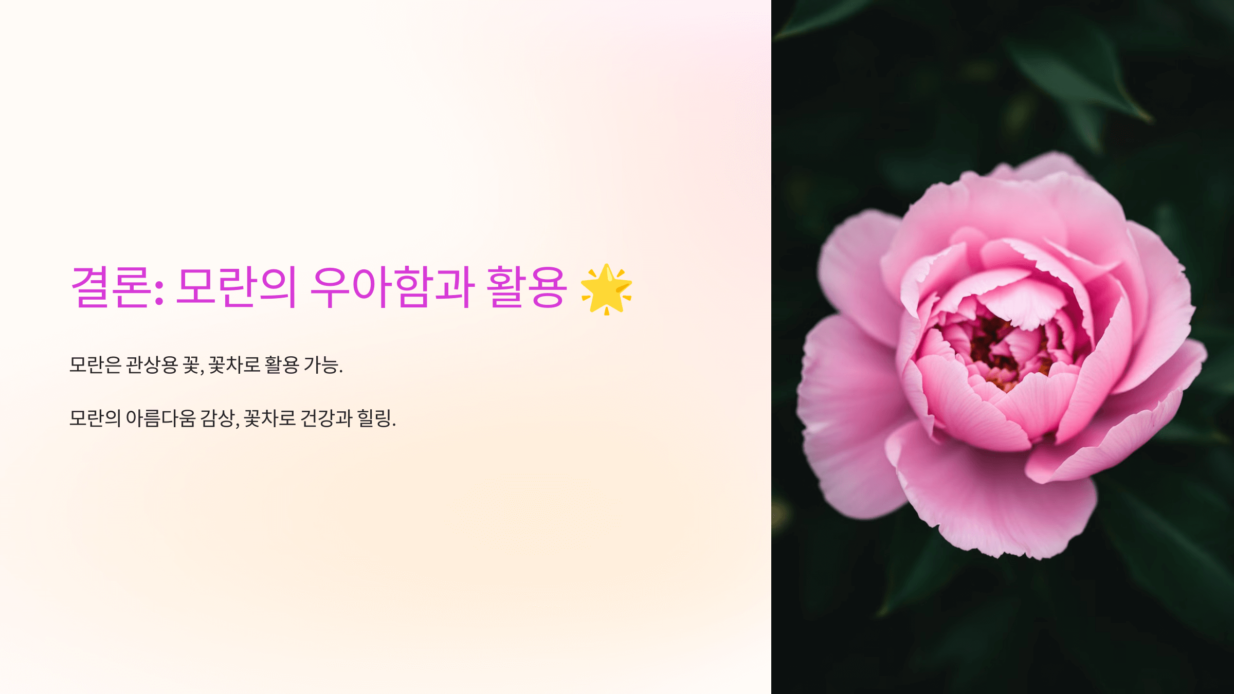 모란꽃 사진입니다.