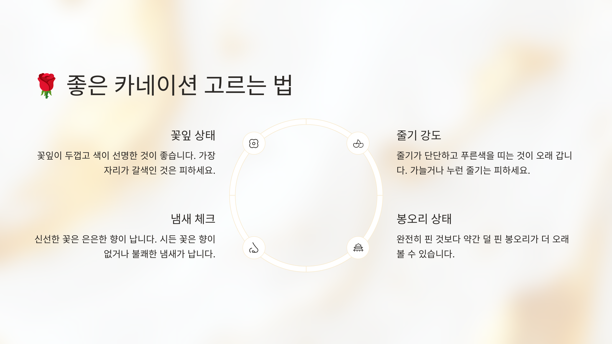 좋은 카네이션 고르는 법 설명 이미지