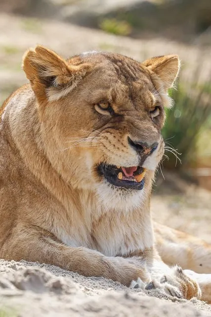 라이언 일병 구하기 업햄 복수 장면 분석과 전쟁 윤리 고찰_6