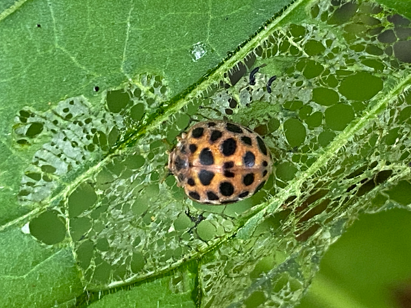 큰이십팔점박이무당벌레