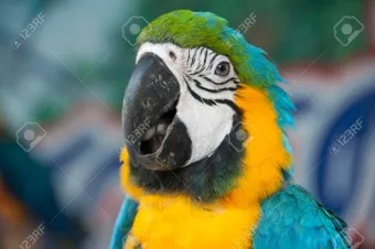 앵무새 분양 가격 키우기 분양 수명 먹이 성격 종류_40