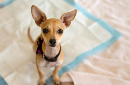 개의 소변이 나오지 않는다