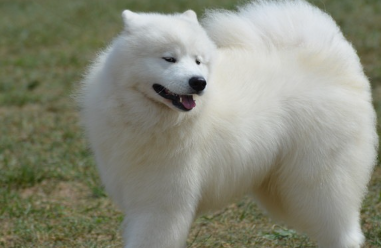 털의 좋은 점을 알 수 있는 아메리칸 에스키모도그의 전신.