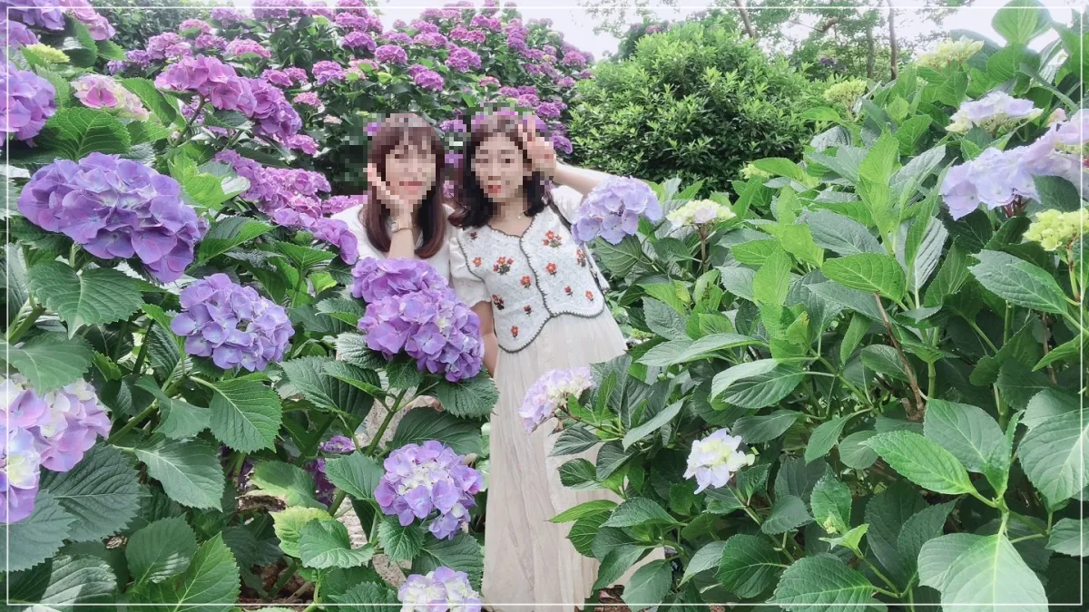 보라수국_여자2명_사람보다 큰 수국