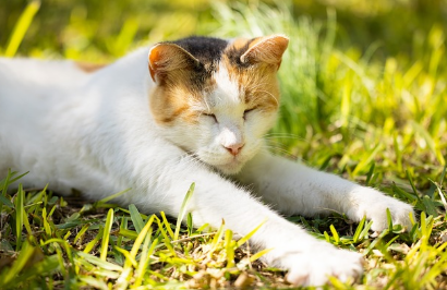 고양이꿈 상황별 해몽