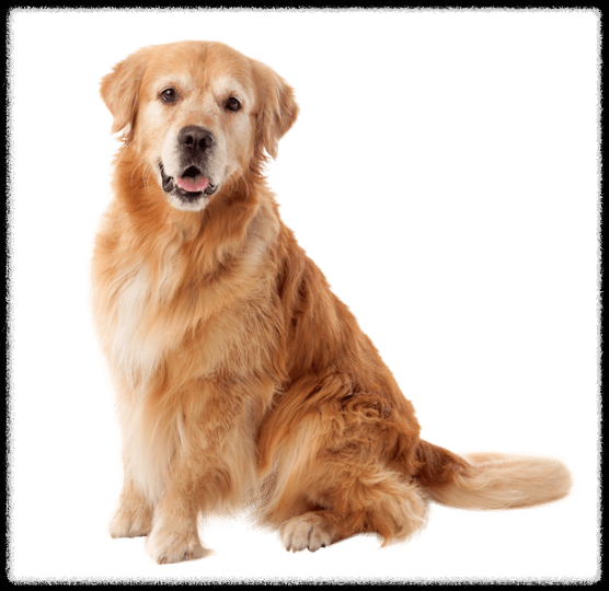 강아지 사료 급여량 계산 가이드