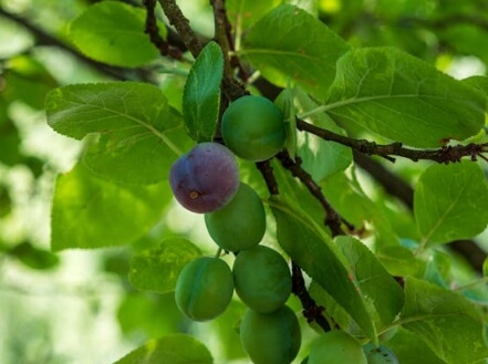 매실청 담그는법