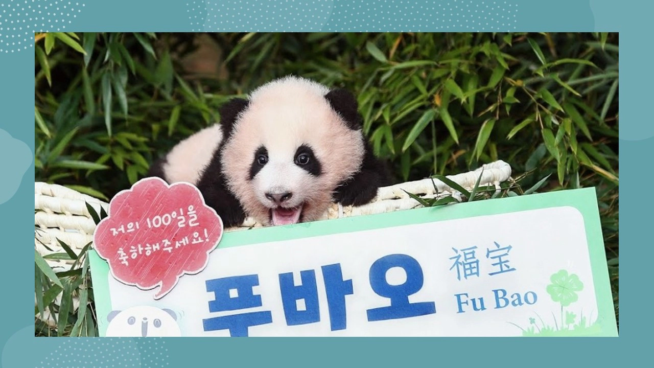 푸바오 100일 사진(출처-공식 홈페이지)