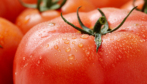 이슬맺힌-토마토