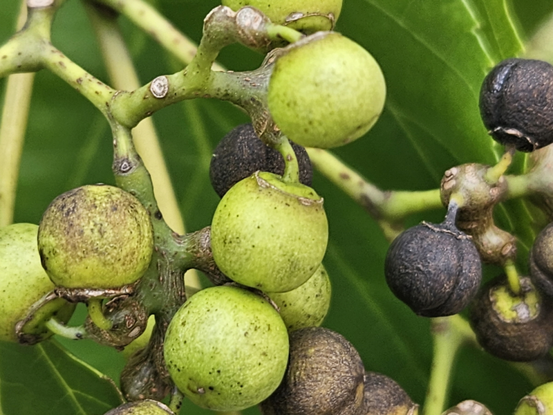 헛개나무 열매1