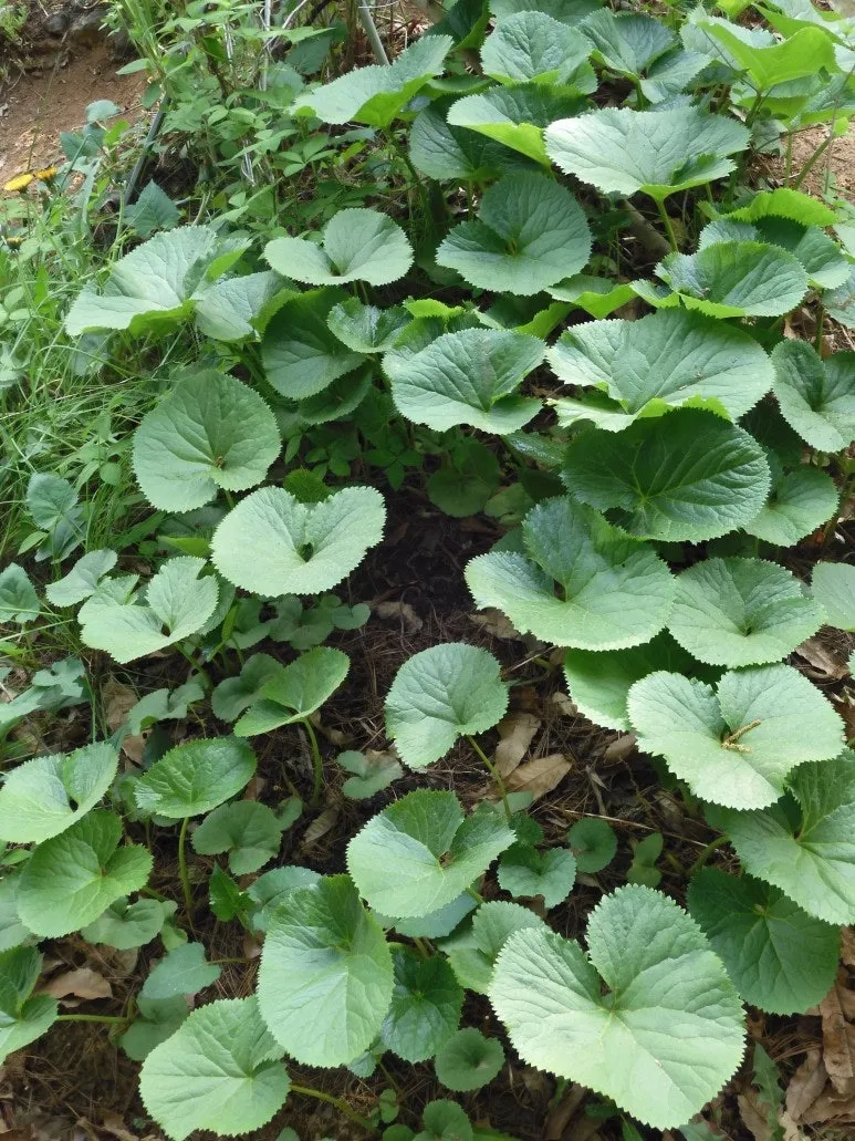 곰취 재배 상토 선택 통풍 관리 병충해 예방_2