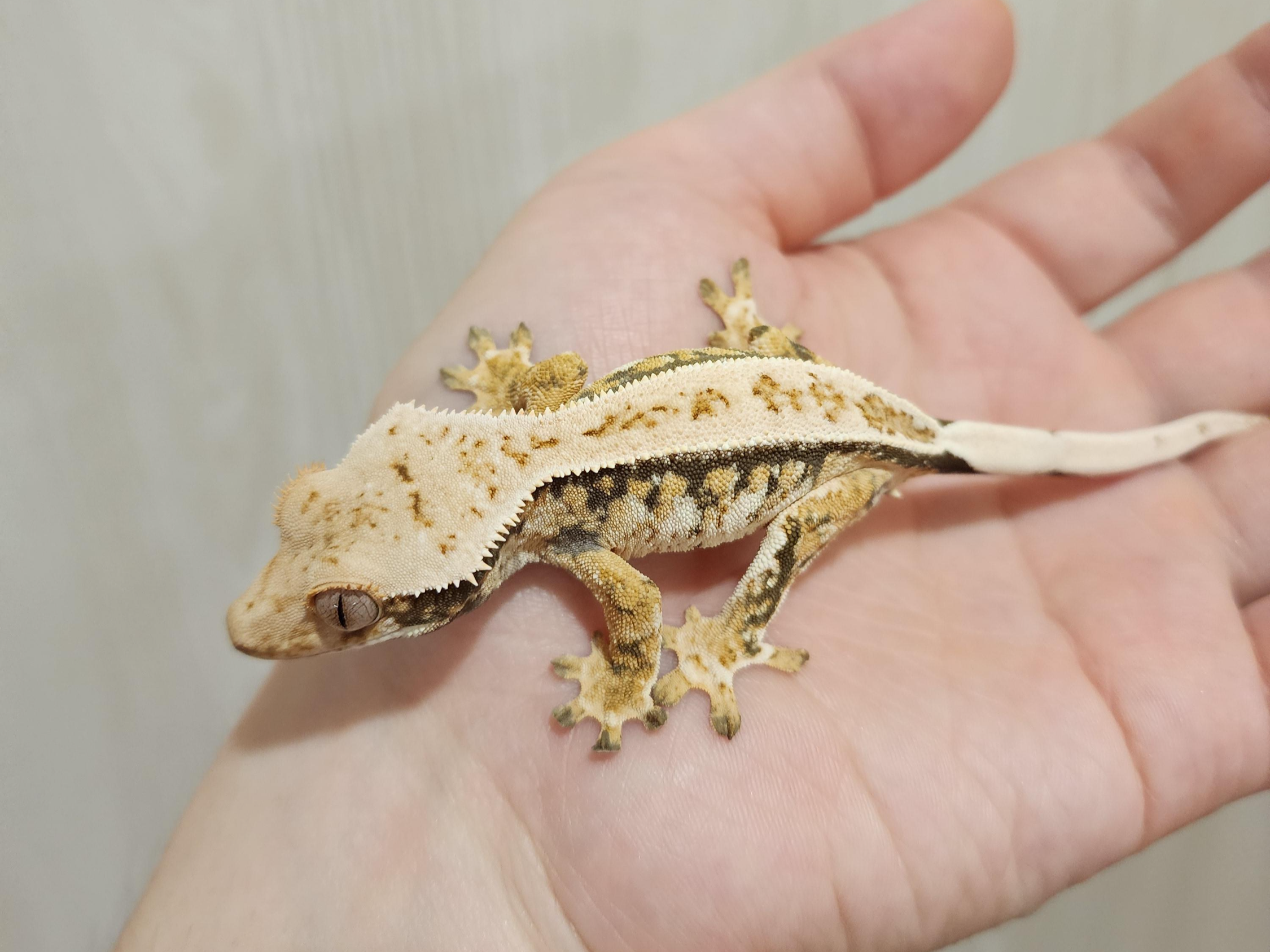 크레스티드게코-핀트라이-말랑이-사진-1