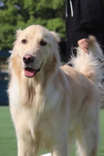 전 세계에서 가장 비싼 강아지 TOP20 몸값 높은 명품견 총정리 안내_19