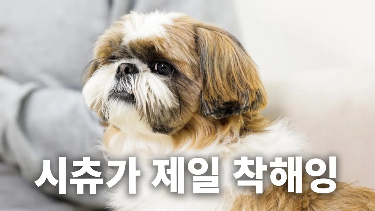 시츄 분양 가격 성격 장단점_1