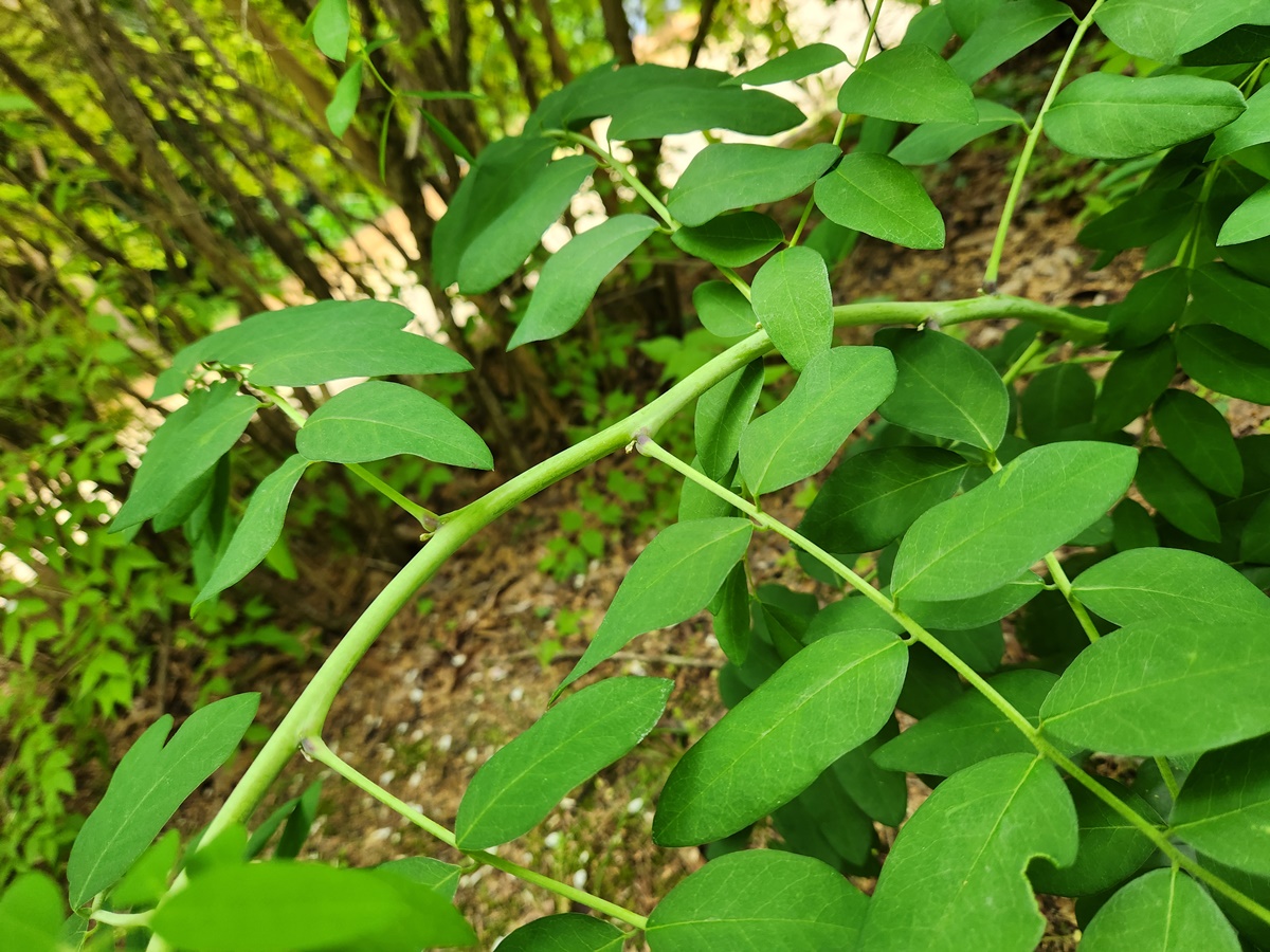 고삼