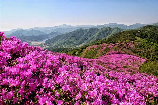 남원 봉화산 철쭉 산행 주차장 등산코스_1