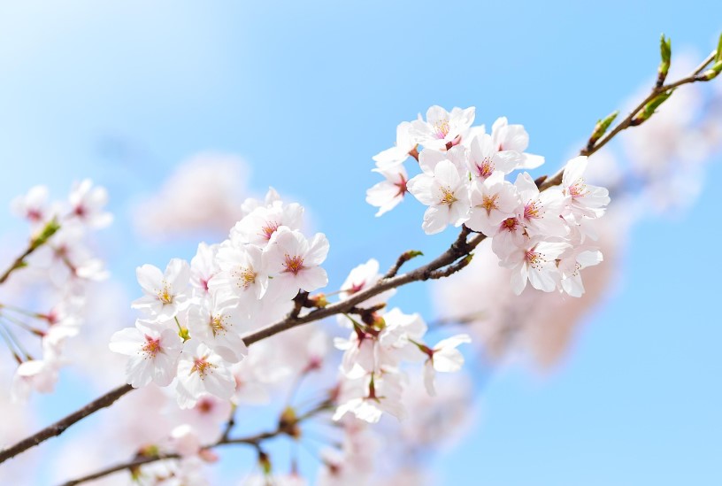 화담숲 수선화 예약 방법 완벽 가이드｜2025년 봄&amp;#44; 실패 없는 예약 꿀팁까지!