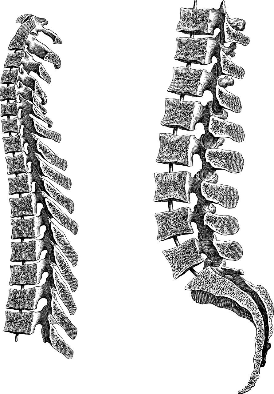 척주 vertebral column
