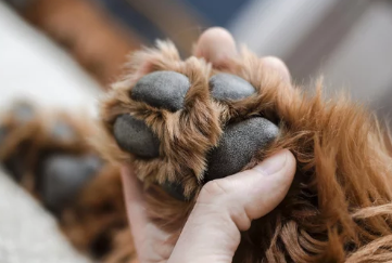 강아지 발바닥 사진/출처:어도비스톡