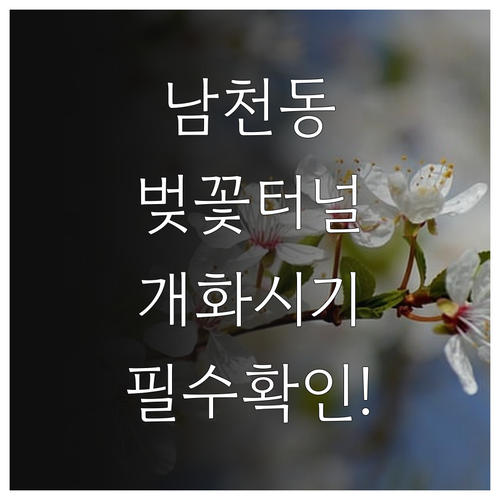 부산 수영구 벚꽃 명소 남천동 벚꽃터..