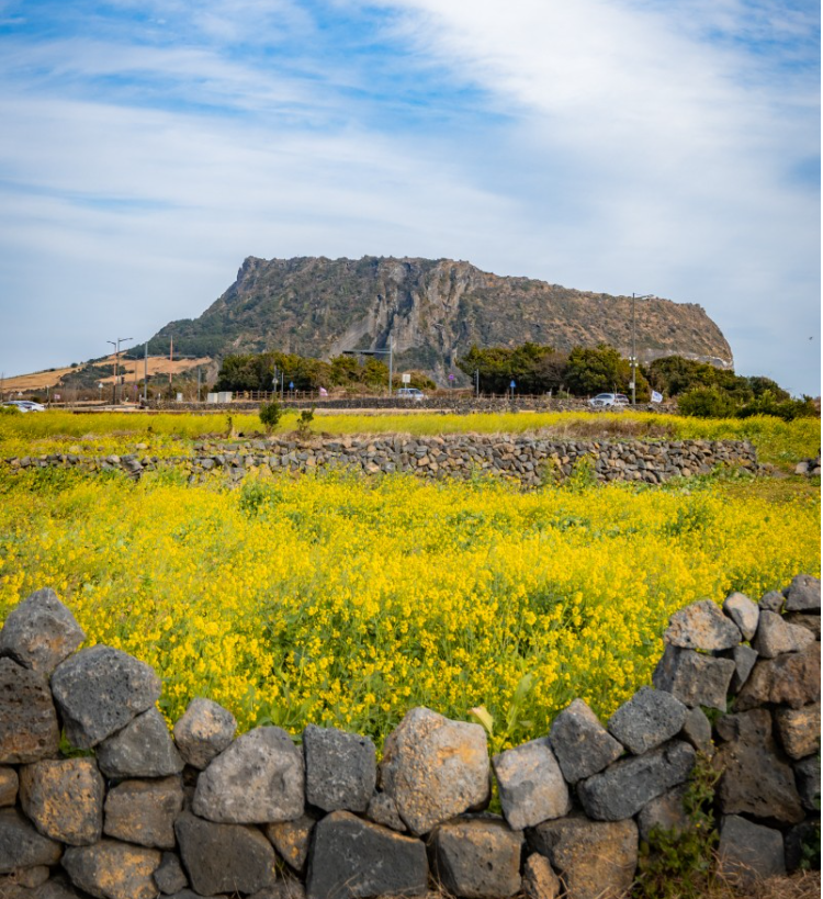 유채꽃 개화시기.유채꽃 명소.2023년안내
