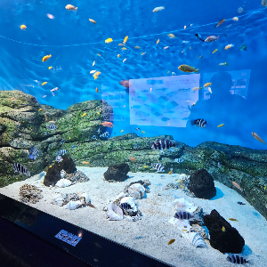 경포아쿠아리움