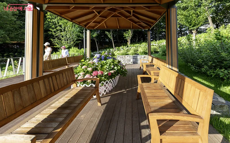 초안산수국동산