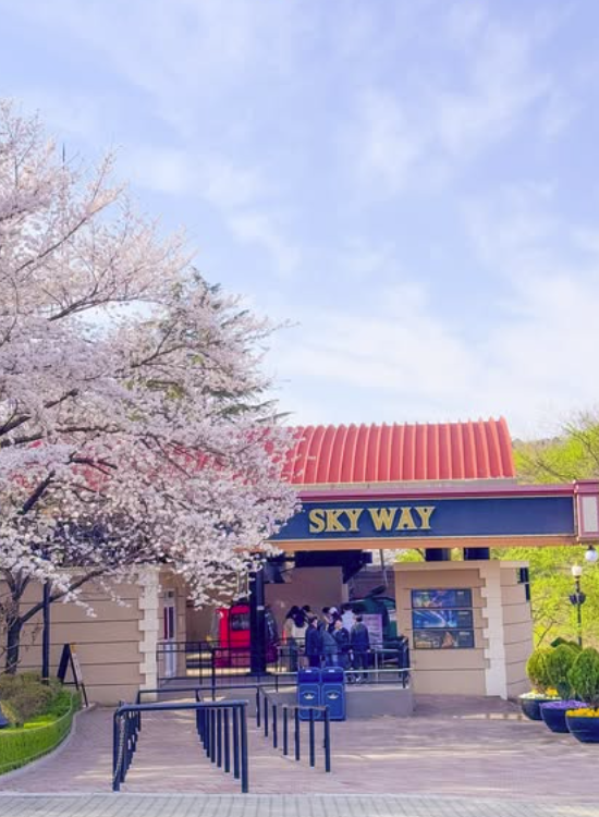 대구 이월드 벚꽃 축제