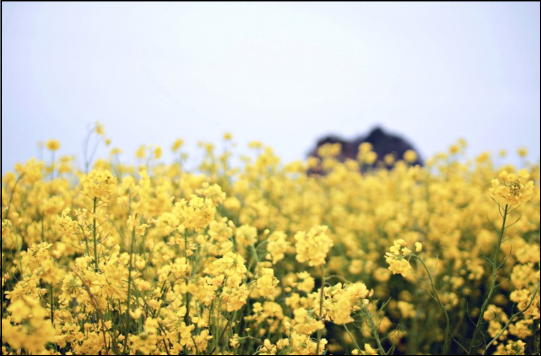 24년-유채꽃-개화시기-유채꽃명소-안내