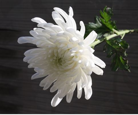 미즈키 유메코 사망