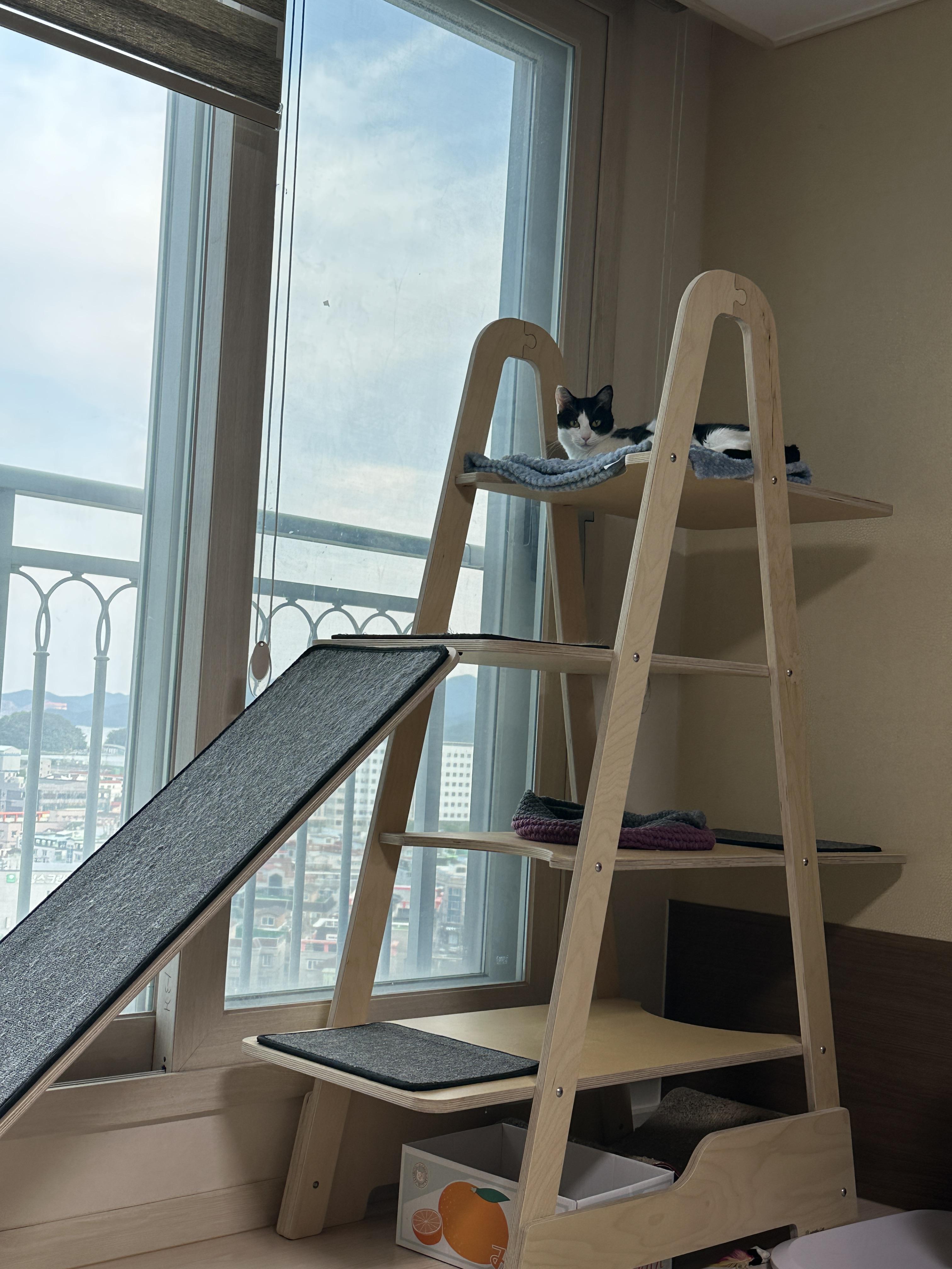 깔끔쟁이-두리도-캣타워-꼭대기-새-담요가-맘에-든다.-(feat.-루디)