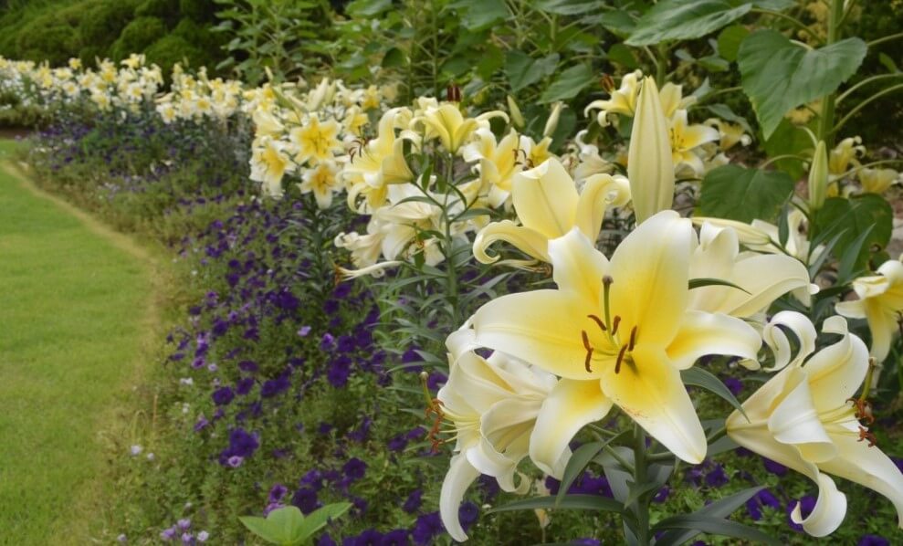 율봄식물원 딸기시즌, 체험하고 식물 동물까지! 식물원과 어우러지는 전원풍경 정원에서 이루어지는 계절 농촌체험입니다.