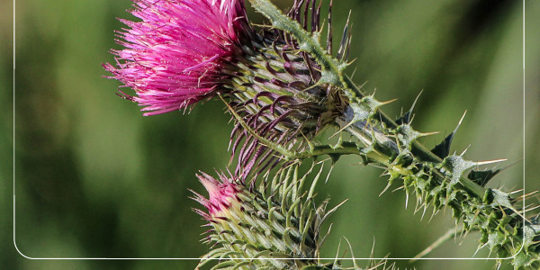 밀크시슬 간 건강 개선 효과23