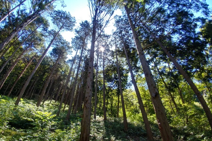 국립 운장산자연휴양림 예약