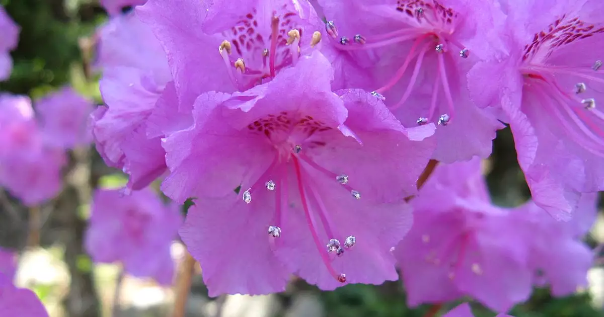 분홍빨간색봄꽃-진달래