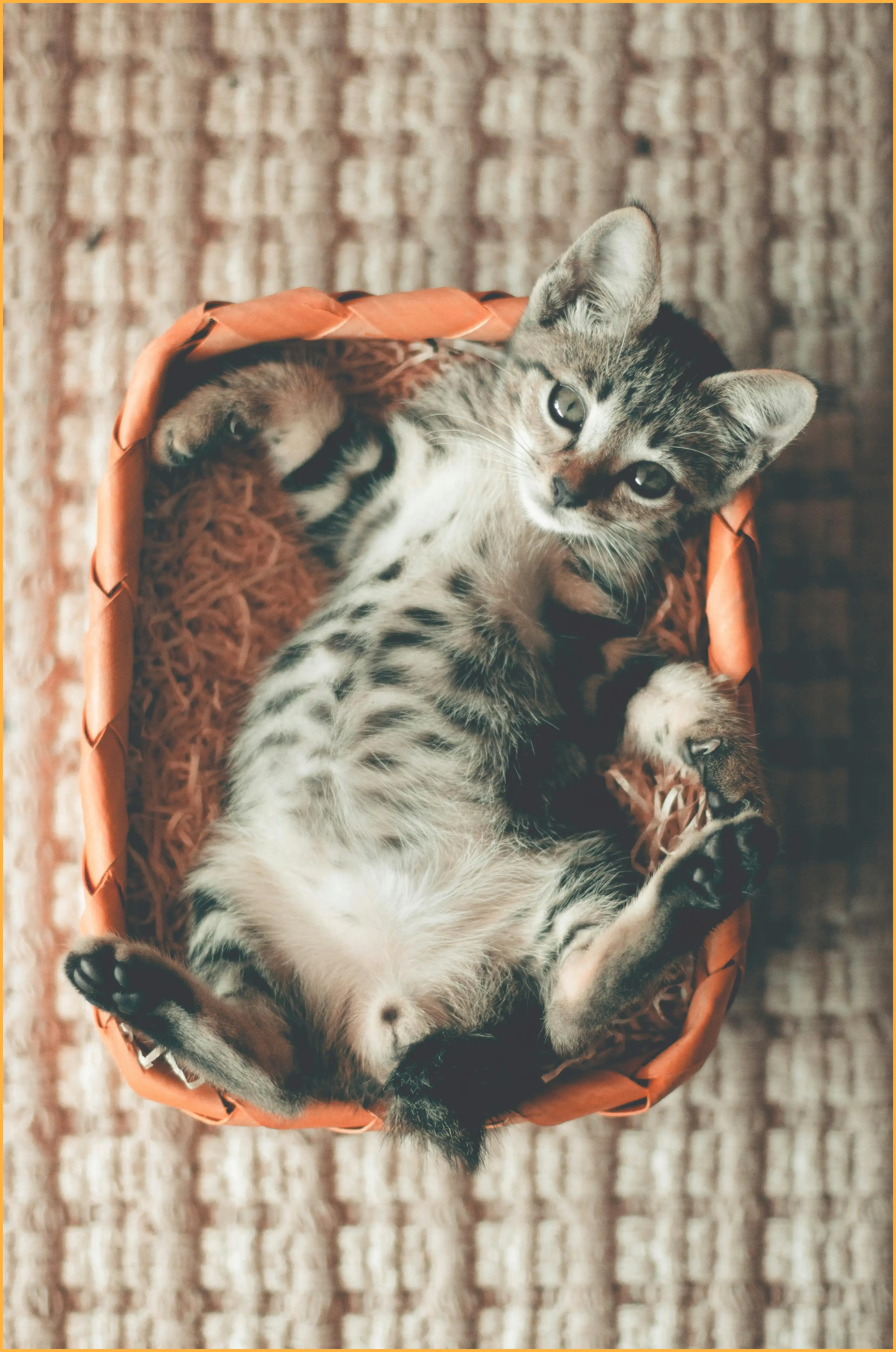 고양이 꿈해몽 총정리 (길몽과 흉몽의 차이는?)