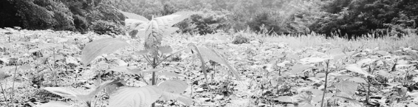 들깨 모종 파종시기